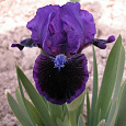 Ирис карликовый Цианея Ирис карликовый Цианея