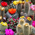 Кактус Смесь видов