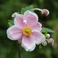Анемона (Ветреница) японская Mont Rose