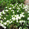 Колокольчик (Кампанула) Ложечницелистный Bavaria White
