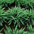 Можжевельник казацкий Тамарисцифолия