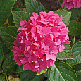 Гортензия крупнолистовая Пиа Гортензия крупнолистовая Пиа