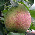 Груша плодовая Мраморная