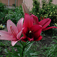 Лилия азиатская Нероне