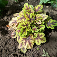Гейхерелла  Голден Зебра