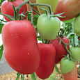 Томат Сердолик