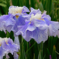 Ирис японский Шугар Доум Ирис японский Шугар Доум