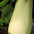 Кабачок Обыкновенный F1 Белогор