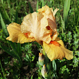 Ирис бородатый Скайфайер Ирис бородатый Скайфайер