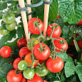 Томат Пламя Агро