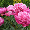 Пион травянистый Барбара