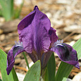 Ирис карликовый Цианея Ирис карликовый Цианея