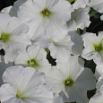 Петуния грандифлора Аладдин Белая