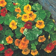 Настурция низкорослая Аляска смесь