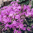 Флокс Стелющийся Rosea Флокс Стелющийся Rosea