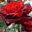 Роза чайно-гибридная Баркарола (Rose Barkarole)