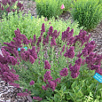 Сальвия дубравная Плюмоза