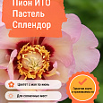 Пион ИТО Пастель Сплендор