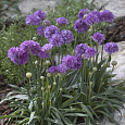 Аремерия ложноармерия Ballerina Lilac