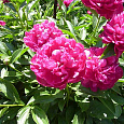 Пион травянистый Генерал Мак-Магон