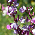 Гиацинтовые бобы Двухцветные Гиацинтовые бобы Двухцветные
