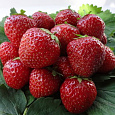 Земляника садовая Корона Земляника садовая Корона