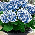Гортензия крупнолистовая Марико Гортензия крупнолистовая Марико