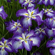 Ирис японский Сентэ ов Интерест Ирис японский Сентэ ов Интерест