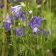 Колокольчик (Кампанула) персиколистный Caerulea