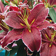Лилия восточная Сикс Сенс