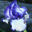 Ирис бородатый Блашес Ирис бородатый Блашес
