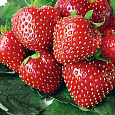 Земляника садовая Кимберли Земляника садовая Кимберли