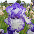 Ирис германский Autumn  Circus Ирис германский Autumn  Circus