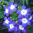 Вербена гибридная Синяя с глазком