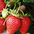 Земляника садовая Корона Земляника садовая Корона