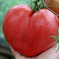 Томат Бычье сердце