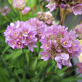 Аремерия ложноармерия Ballerina Lilac