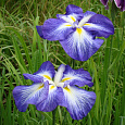 Ирис японский Сентэ ов Интерест Ирис японский Сентэ ов Интерест