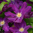 Клематис крупноцветковый Лех Качинский Клематис крупноцветковый Лех Качинский