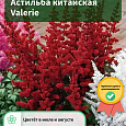 Астильба китайская Valerie