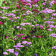 Тысячелистник обыкновенный Лилак Бьюти