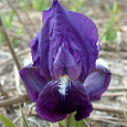 Ирис карликовый Цианея Ирис карликовый Цианея
