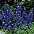 Дельфиниум (живокость) культурный Magic Fountains Dark Blue Dark Bee