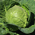 Капуста белокочанная F1 Экспресс
