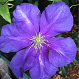 Клематис крупноцветковый Генерал Сикорский