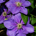 Клематис крупноцветковый Генерал Сикорский