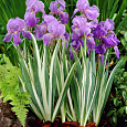 Ирис японский Вариегата Ирис японский Вариегата