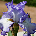Ирис бородатый Акрополь Ирис бородатый Акрополь
