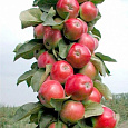 Яблоня колоновидная Трайдент