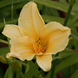 Лилейник гибридный Tropical tangerine Лилейник гибридный Tropical tangerine
